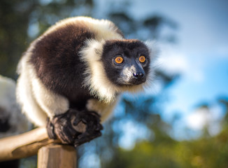 Black-and-white ruffed lemur of Madagascar