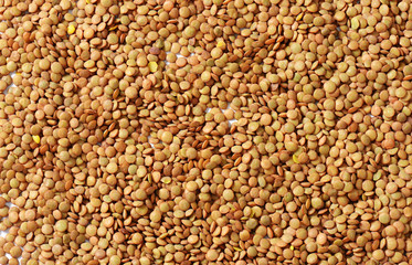 Continental lentils