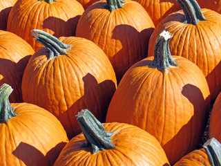 Pumpkins 