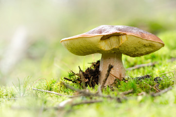Boletus