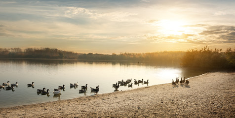 Geese on the pond