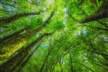 Forest with the sun behind