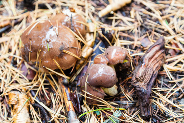 The fungus suillus