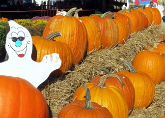 Pumpkins 