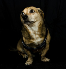 gangsta dog