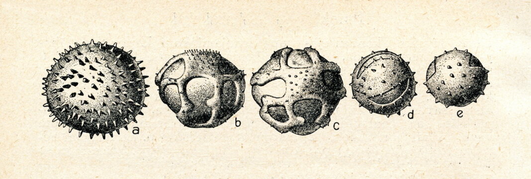 Pollen grains: a) malva, b,c) dandelion, d,e) yarrow