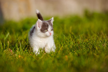 Naklejka na ściany i meble little kitten walking outdoors