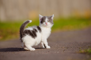 little kitten posing outdoors
