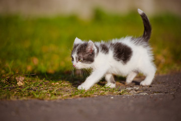 little kitten walking outdoors