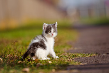 adorable little kitten outdoors