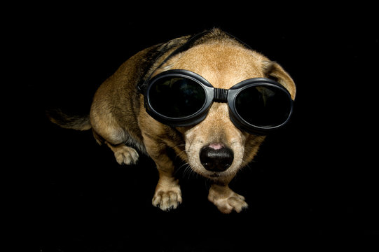 alien dog Stock Photo | Adobe Stock