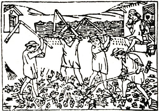 Medieval draving "Threshing with flails"