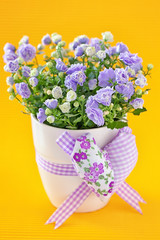 Campanula flowers on a yellow background .