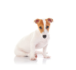 Jack russell terrier