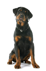 young rottweiler