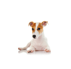 Jack russell terrier