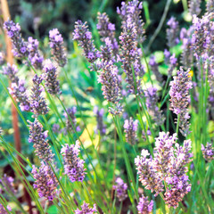 Lavenderfield in Provence, France