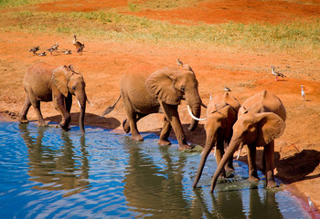 Fototapeta premium Elephants near water hole