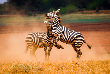 Fototapeta na wymiar Faithing zebras