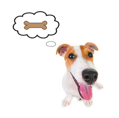 Jack russell terrier