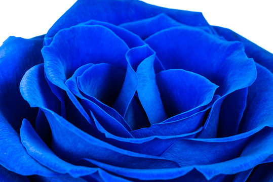 perfect blue rose on a white background