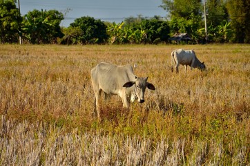 Thai cows in yellow field.