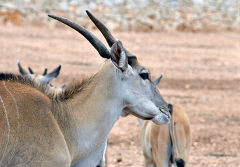 Taurotragus oryx, Antilope alcina