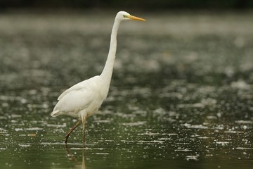 airone bianco maggiore