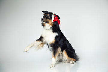 der zufriedene Weihnachtshund