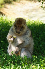 Magot ou Macaque de barbarie en train de manger