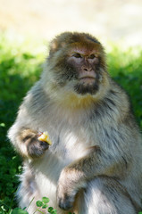 Magot ou Macaque de barbarie en train de manger