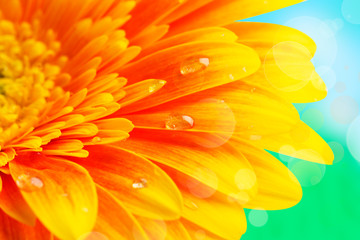 Gerbera with water drops