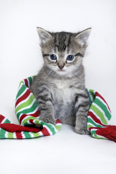 Christmas Kitten With Scarf