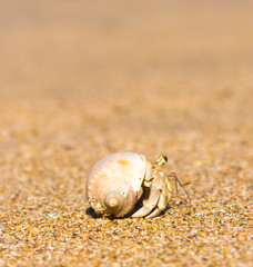 Cute Animal Alien Creature © alma_sacra