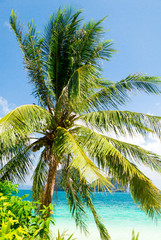 Fototapeta na wymiar Green Getaway Coconut Coast
