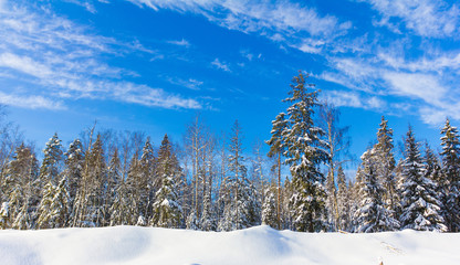 Beautiful Winter Landscape with snow covered trees