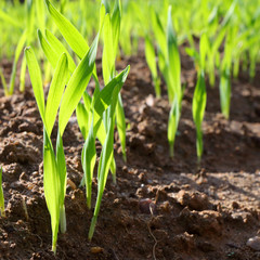 Young wheat seedlings growing in a soil.