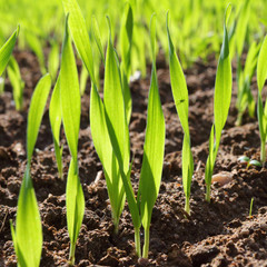 Young wheat seedlings growing in a soil.