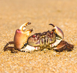Menacing Eyes Funny Crab