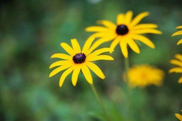 Yellow flowers