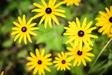 Yellow flowers