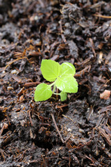 Green seedlings are growing on ground.