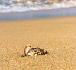 Seafood Posing Menacing Eyes