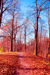 Idyllic Nature Forest Landscape