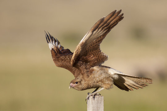 Ave. Chimango. Chimango caracara.