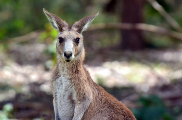 Eastern grey kangaroo female