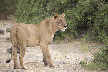 Wild adult lioness mother