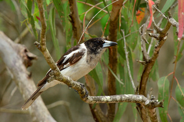 Pied butcherbird female