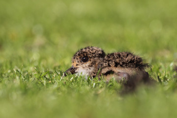 Ave - Tero - Pichon - southern lapwing