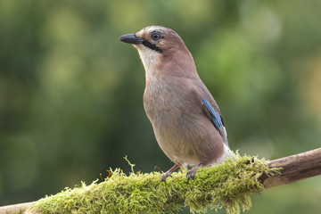 Obraz premium Jay perched on a branch